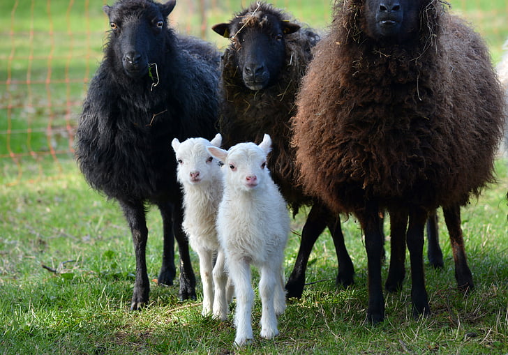 naturen, djur, fåren, påsk-lamm, Mecklenburg, djur teman, boskap