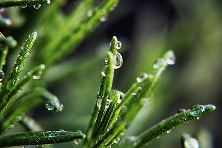 water, drops, plant, wet, drop, moisture, nature