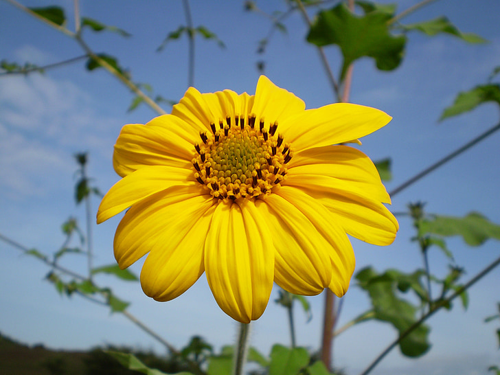 rumeni cvet, jutri, polje, sončno