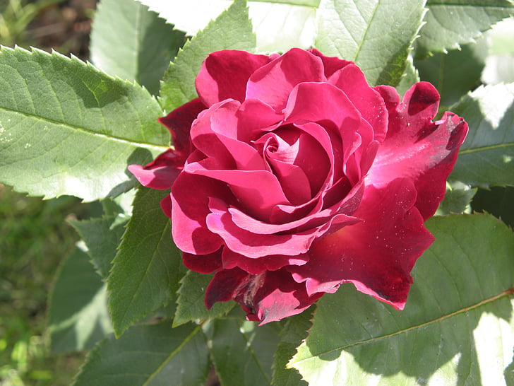 rosa, flor, hoja, follaje, naturaleza, flor color de rosa-, planta