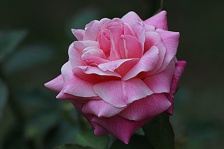 Rosa, floral, planta, natural, flor, flor, pètal
