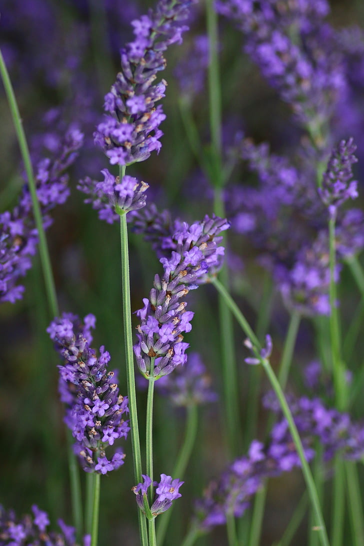 Lavender, bunga, batang, alam, musim panas, bunga lavender, Provence