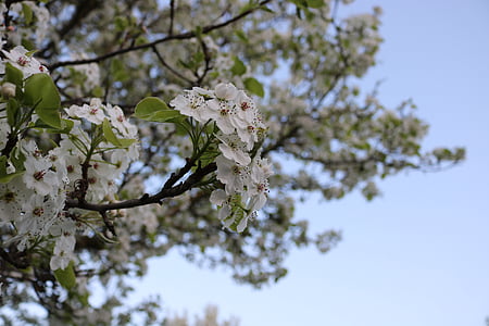 jaro, strom, květ, Bloom, Příroda, závod, plný květ