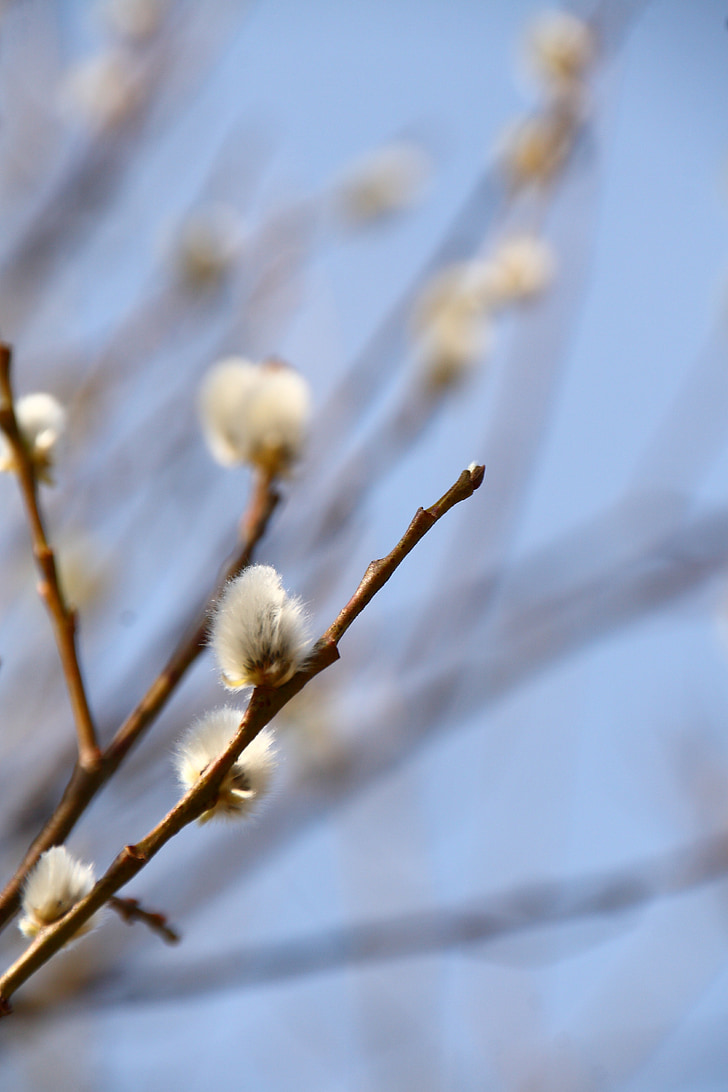 Pussy willow, jaro, květ, Bloom, Příroda, pobočky, známky jara