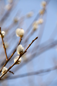 pussy willow, primavera, flor, floración, naturaleza, sucursales, signos de la primavera