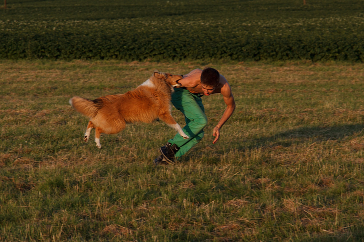 Collie, treinamento do cão, exercício de cão, área de exercício de treinamento de cão, Trem, cão, animal de estimação