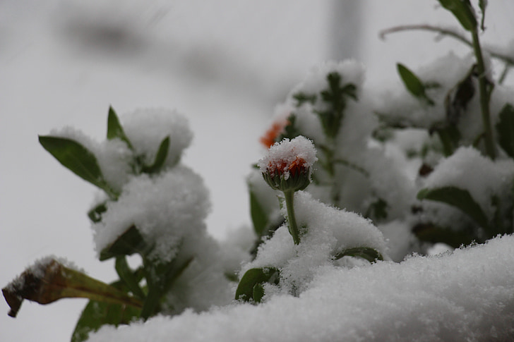 neu, flor, nevat en, l'hivern, fred, gelades, flor
