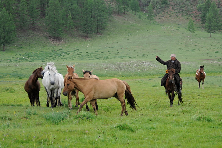 Mongolie, Nomad, cheval, nature, sauvage