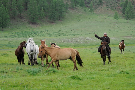 Mongolia, Nomad, kuda, alam, liar