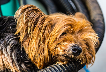 yorkshire terrier, terrier, dog, small, tired, rest, exhausted