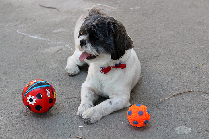 con chó, chơi, quả bóng, vật nuôi, trắng, màu đen, Dễ thương