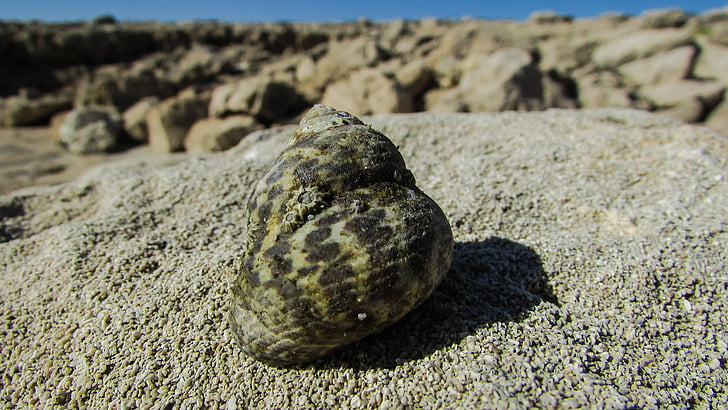 shell, shell krab, zee, natuur, dieren in het wild, Cyprus