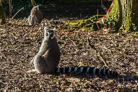 Lemur, primát, zírá, zvíře