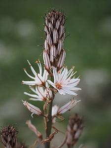 asphodel perfumado, flor, flor, flor, stubblaetter, Branco, arbusto