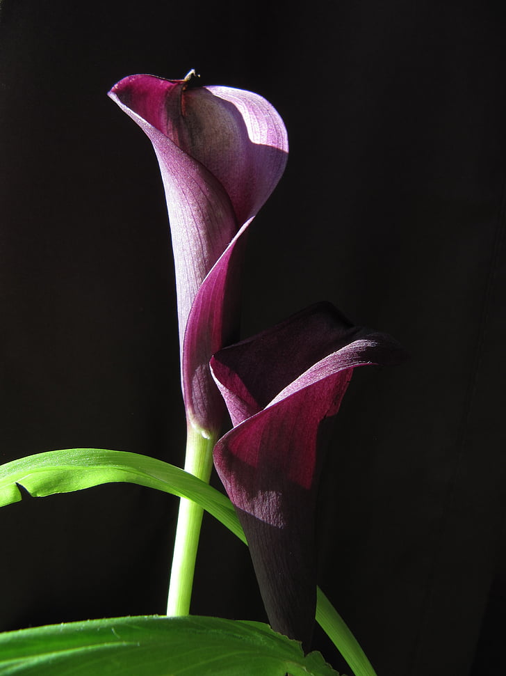 flower, calla, violet