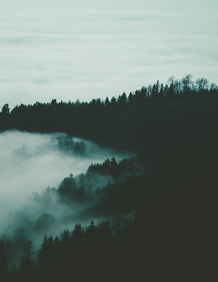 силует, фотография, мъгливо, борови, дървета, гора, тъмно