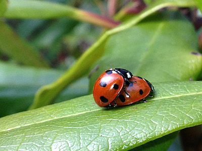 Ladybird, bọ rùa, lá, Sân vườn, Thiên nhiên, côn trùng, lỗi
