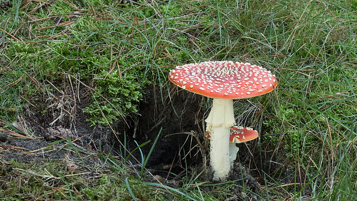 fly agaric, mushroom, autumn, nature, forest, toxic, red fly agaric mushroom