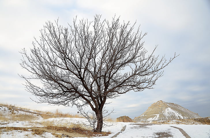 дерево, Зима, Природа, снег, замороженные, лед, небо