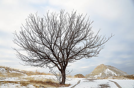 дерево, Зима, Природа, снег, замороженные, лед, небо