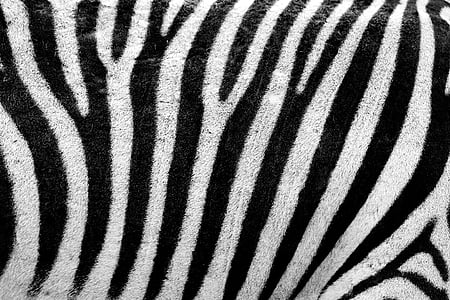 abstract, africa, animal, background, black, camouflage, decoration