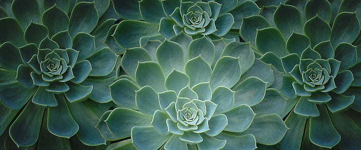 plante, Cactus, Close-up, tropicale, culoare verde, nici un popor, fundaluri