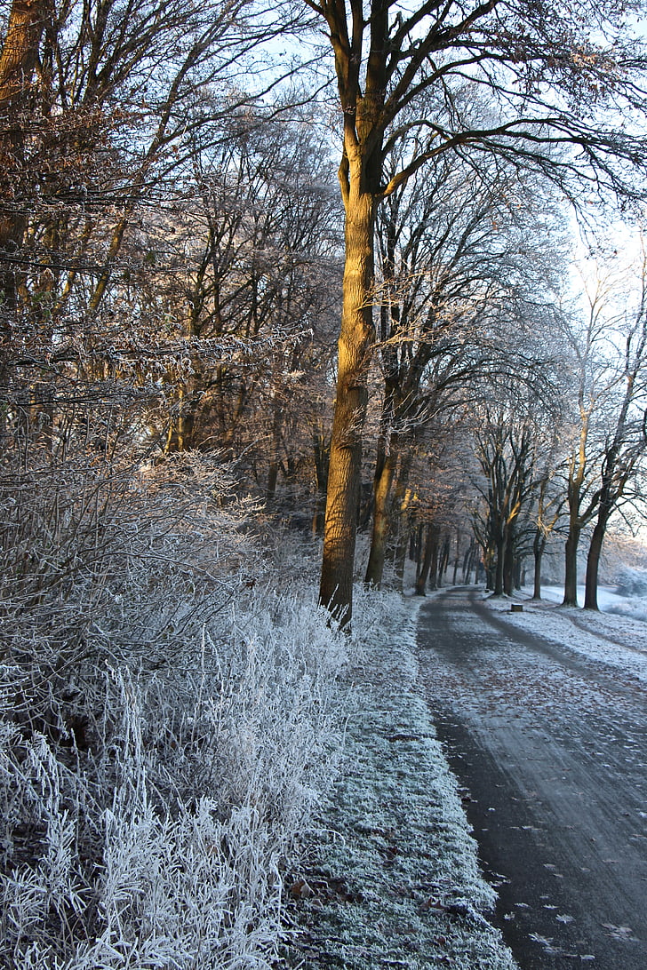 Vinter, kalde, natur, Frost, frosset, Vinter magic, unna