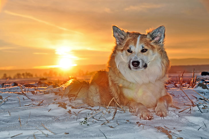 Island hund, hund, vinter, kalla, päls, snö, solnedgång