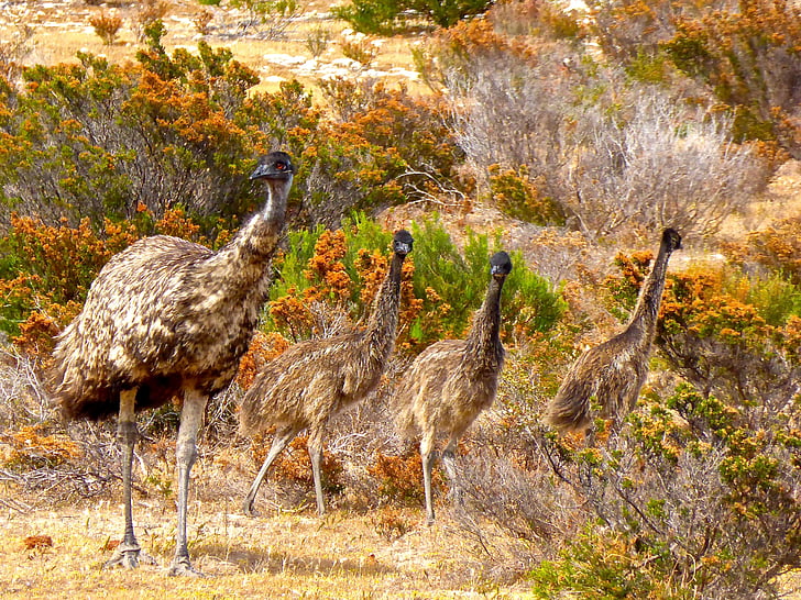 Emu, burung, tidak bisa terbang, Australia, besar, Australia, satwa liar