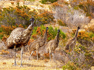 emus, aves, no voladores, Australia, grandes, australiano, flora y fauna