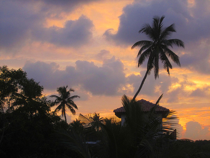 Palm, akşam ışığı, günbatımı, plaj, tropik, tatil, doğa