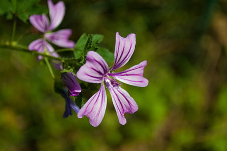 peu profondes, mise au point, photo, Purple, fleur, Mallow, nature
