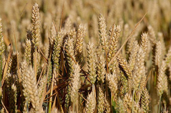 field, grain, cereals, agriculture, nature, ear, wheat