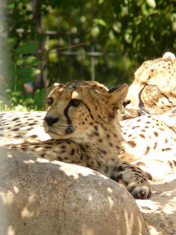 cheetah, cat, predator, fur, risk, rest, land animal