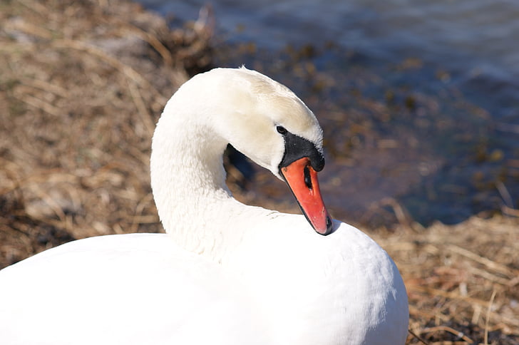swan, bird, wild birds