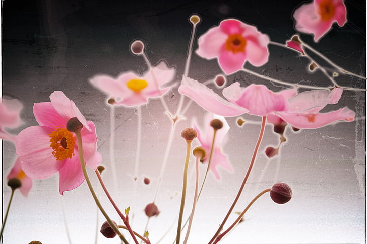 flor, -de-rosa, queda de anêmona, Anemone hupehensis, Ranunculaceae, planta ornamental, planta do parque