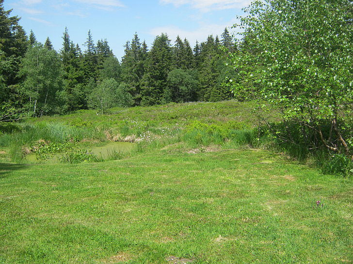meadow, edge of the woods, glade, hiking, wide, landscape, pond