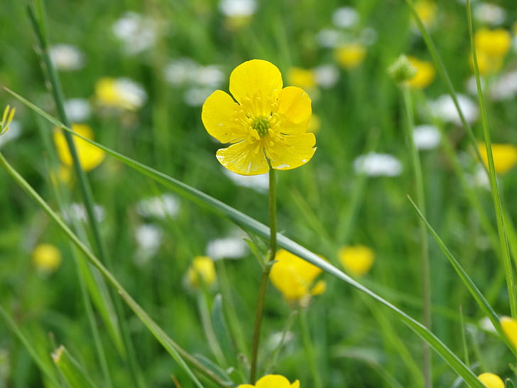 buttercup, flowers, yellow, spring, yellow flowers, nature, petals