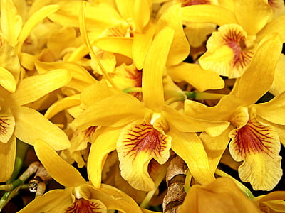 orchidea, fiore, giardino, primavera