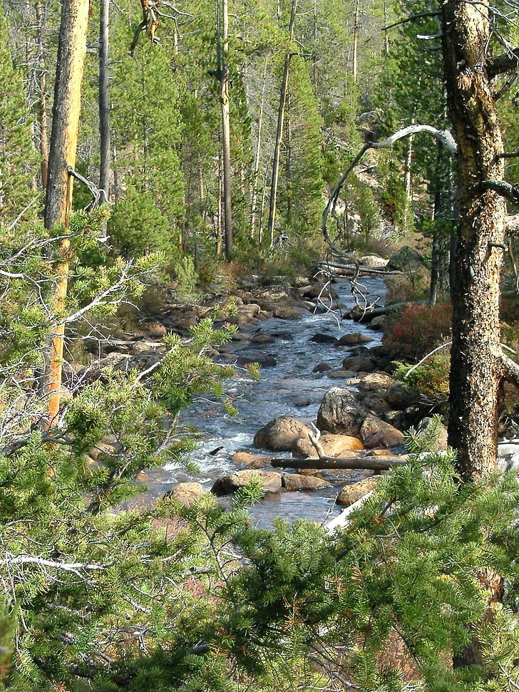 stream, rapids, forest, river, rocks, trees, flowing
