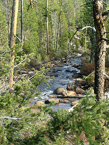Stream, jeram, hutan, Sungai, batu, pohon, mengalir