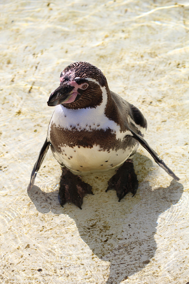 Humboldti pingviin, pingviin, Lõuna-Ameerika, rannikul, Humboldt, vee lind, sphensus Humboldti