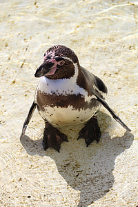 chim cánh cụt Humboldt, chim cánh cụt, Nam Mỹ, bờ biển, Humboldt, nước chim, sphensus humboldt