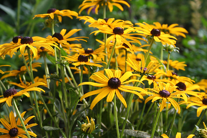 꽃, 꽃, 골든, 데이지, black eyed-수잔, 노란색, rudbeckia hirta