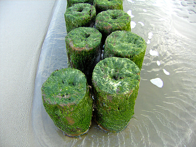 mare, Bungalou, alge marine, apa