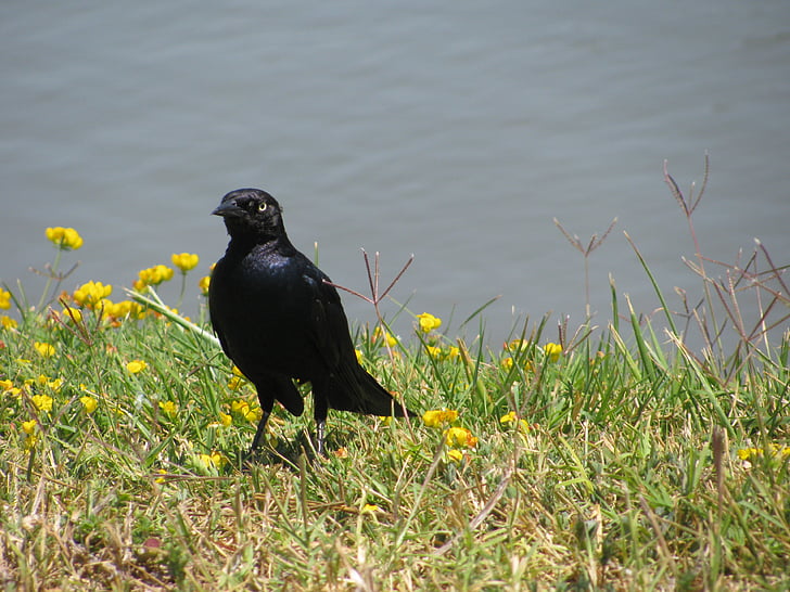 Crna ptica, Starlingova, ptica, priroda, vrana, životinja, crne boje