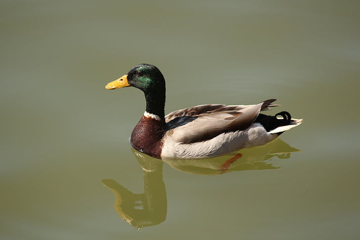 Duck, dupp, refleksjon, vannfugler, svømme, fuglen, Wild
