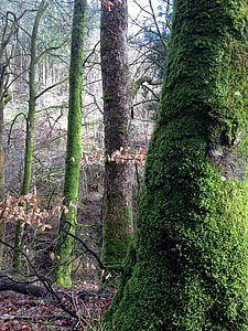 Woods, Příroda, strom, Wild, přírodní, venkovní, Les