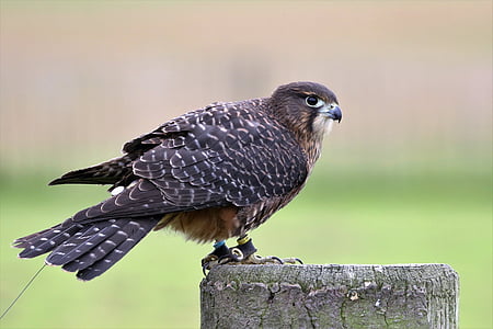 Nový Zéland falcon, Falcon, pták, ptačí, Příroda, kořist, Raptor