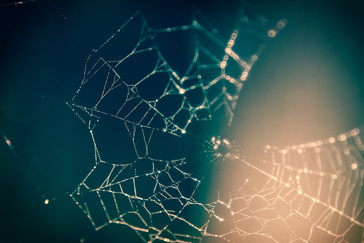 aizmiglot, neskaidra, tuvplāns, zirnekļa tīkls, makro, tīkls, zirnekļa tīkls